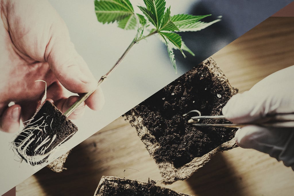 Graines ou clones : que choisir pour cultiver du cannabis ?