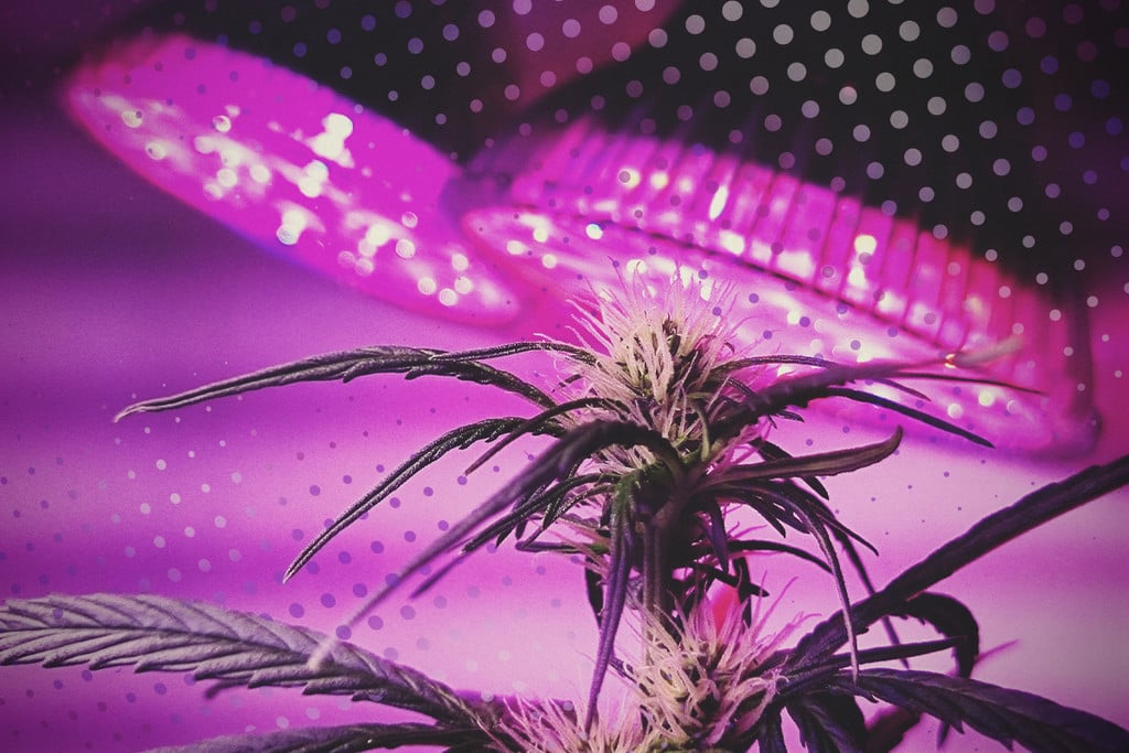 Tirez le Meilleur de Vos LEDs : 5 Conseil pour la Culture du Cannabis en LED