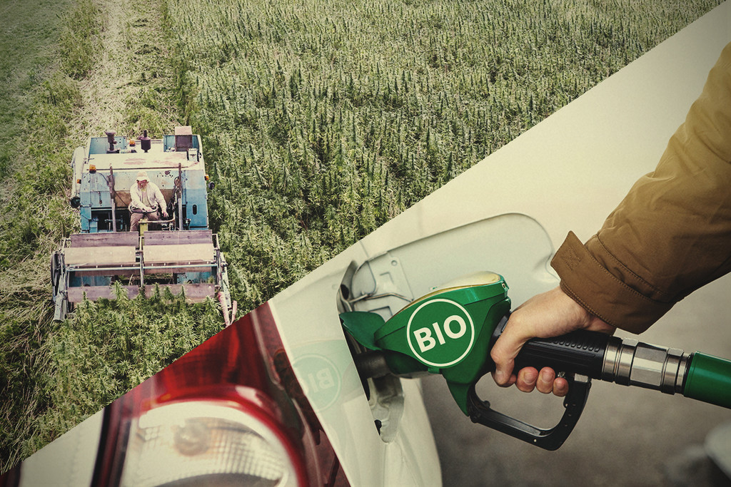 Biocarburant De Chanvre : La Réponse À La Crise Environnementale ?