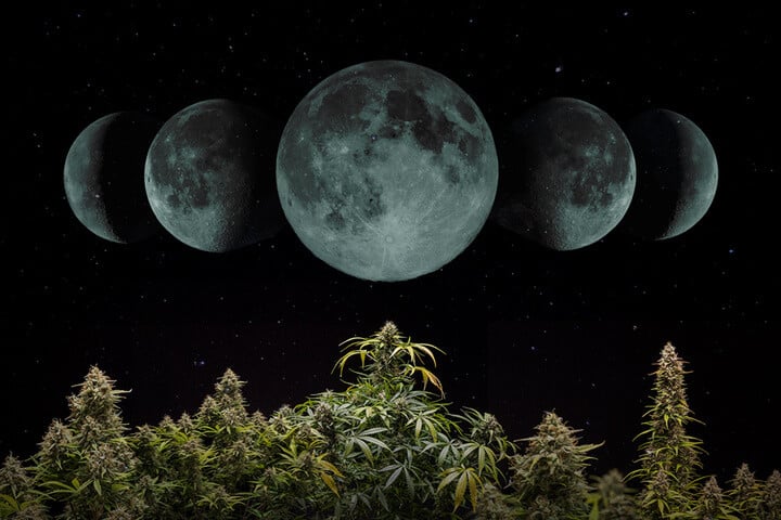 Comment cultiver du cannabis selon le cycle lunaire en 2024