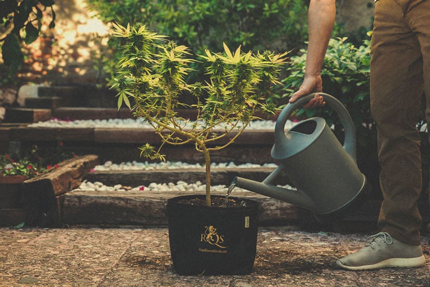 Comment et Quand Rincer les Plants de Cannabis