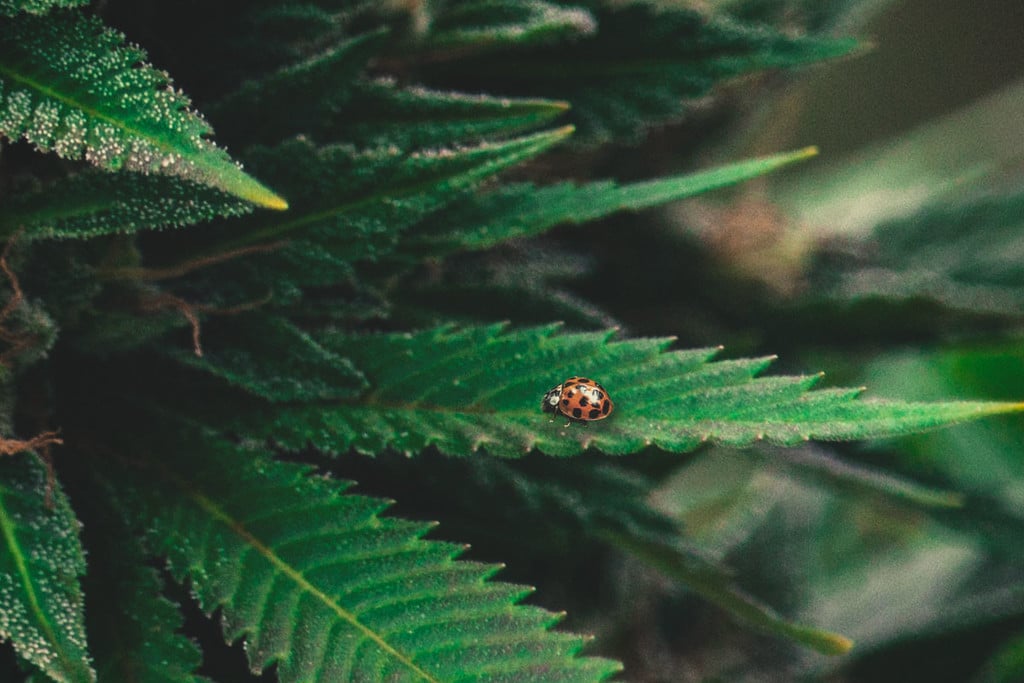 Cannabis 101 : Coccinelles comme Solution Naturelle pour les Araignées Rouges