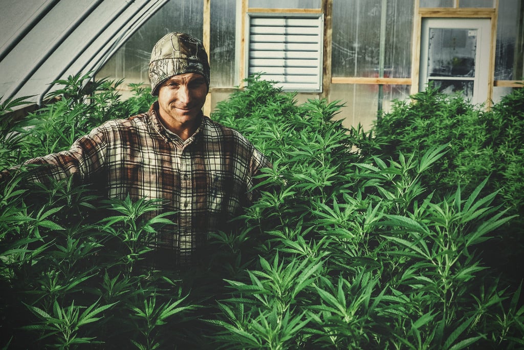 Comment Cultiver Du Cannabis en Serre : Le Guide