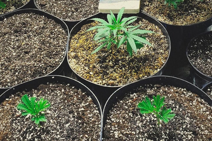 Comment Prélever Des Clones Sur Vos Plants De Cannabis