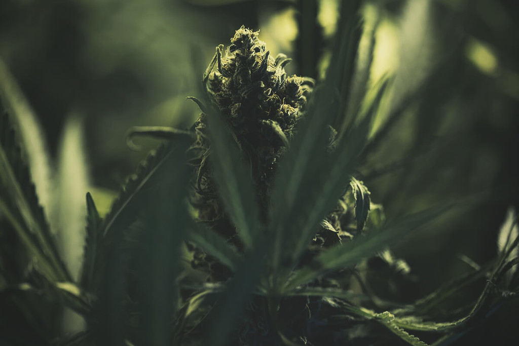 Comment Cultiver du Cannabis Avec des Têtes Denses
