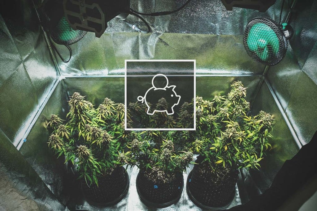 Combien coûte une culture de cannabis en intérieur ?