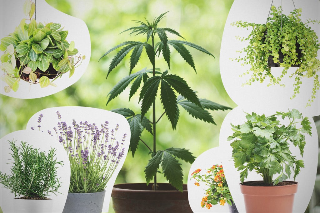 Plantes Compagnes Pour Le Cannabis : Ce Qu’Il Faut Savoir