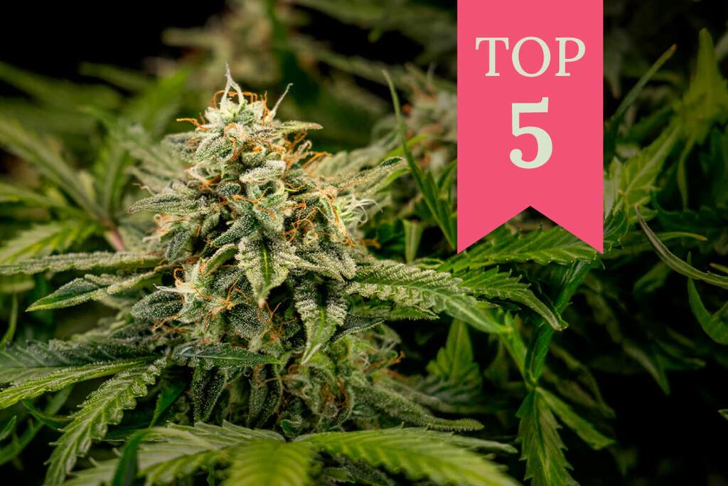 Les meilleures variétés pour les consommateurs et les cultivateurs débutants