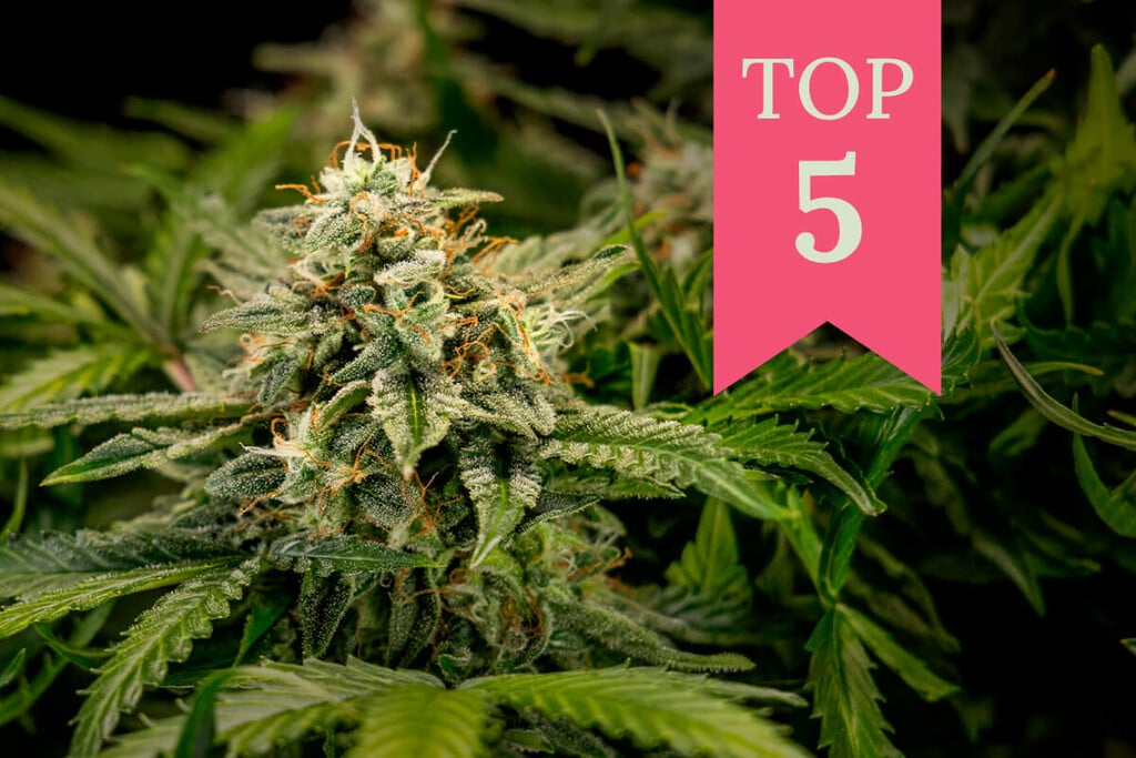 Les meilleures variétés pour les consommateurs et les cultivateurs débutants