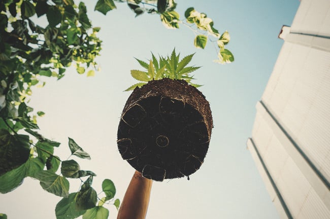 Racines Saines  – La Clé Des Plants De Cannabis Sains