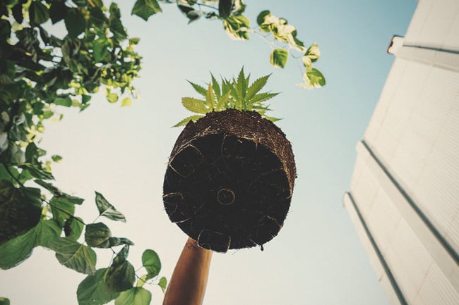 Racines Saines – La Clé Des Plants De Cannabis Sains