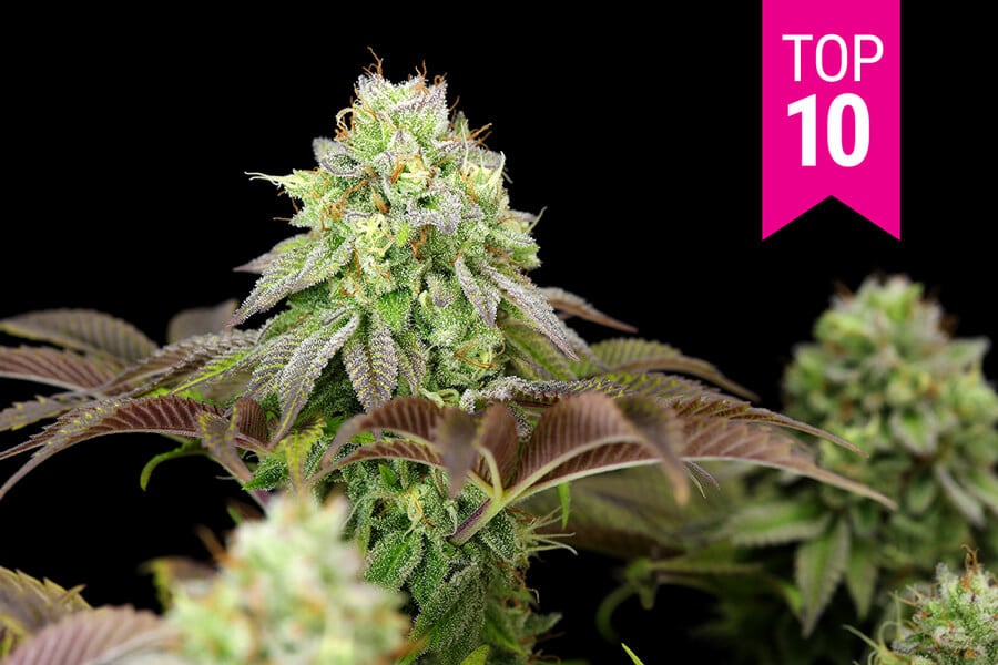 Top 10 des meilleures graines de weed féminisées de 2025
