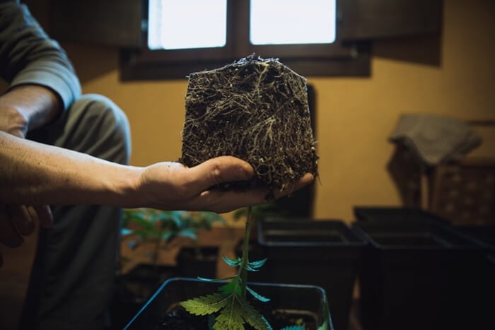 Comment et quand transplanter vos plants de cannabis