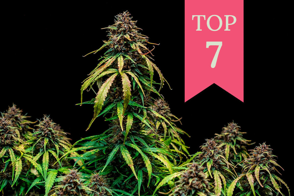 Top 7 des variétés fruitées