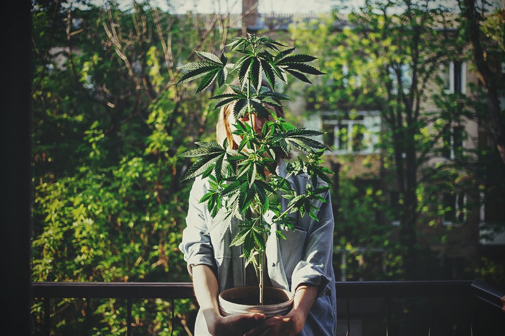 Quelles sont les variétés de cannabis préférées des femmes ?