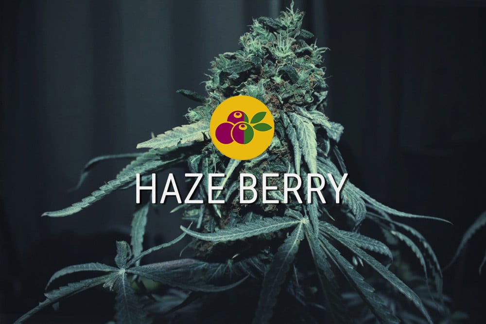 Haze Berry : énergie sativa et douceur indica