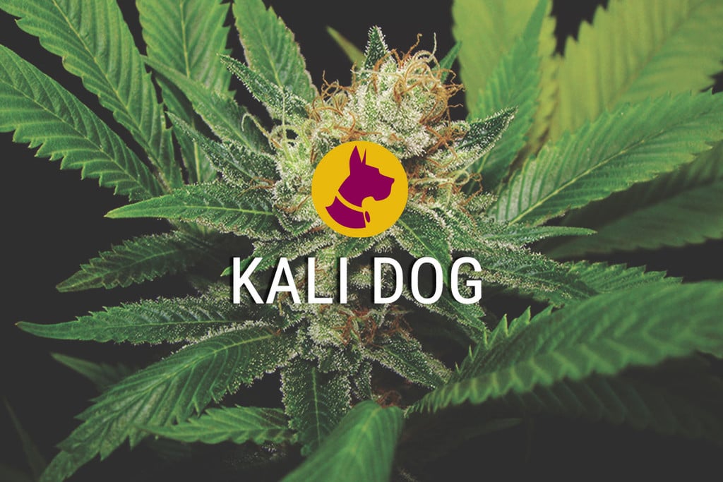 Kali Dog - Un cannabis fabuleux, brut et puissant