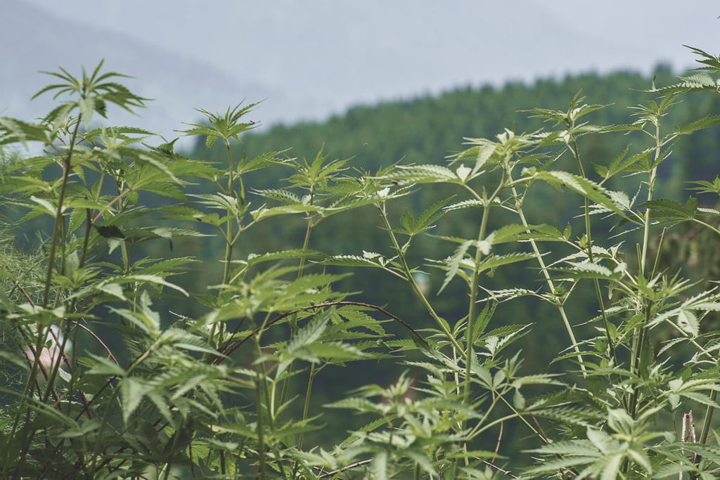 Canabis Ruderalis : une herbe robuste aux talents cachés