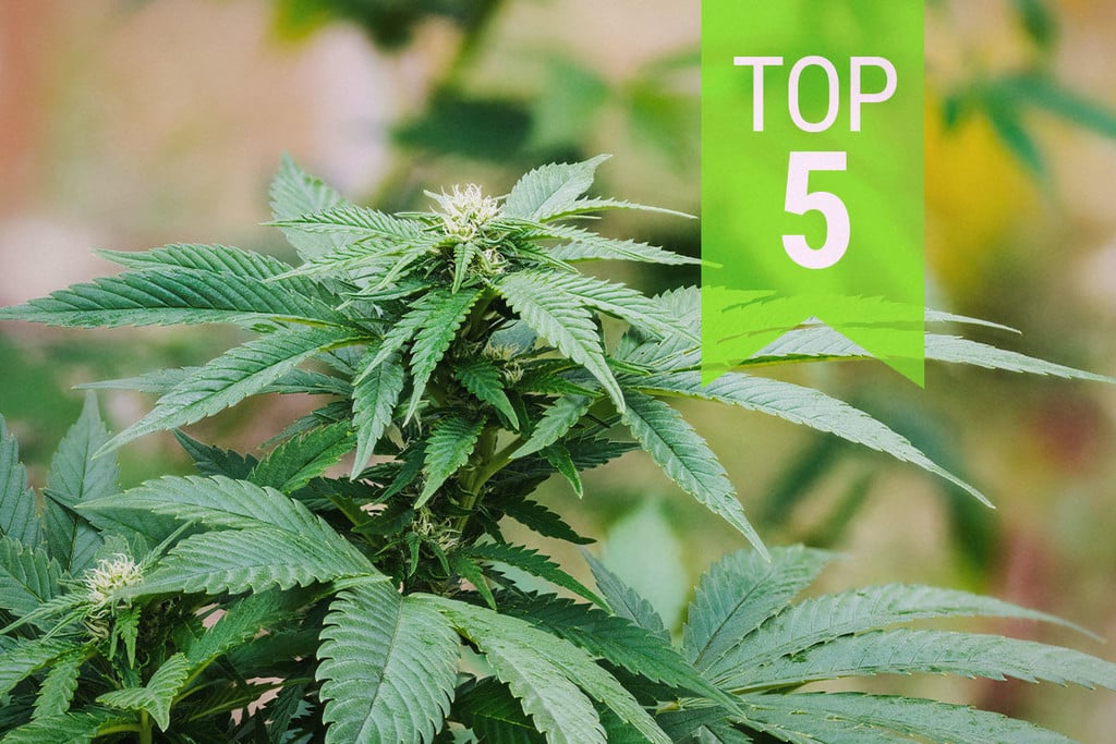 Top 5 Des Variétés Ruderalis Indica | 2024