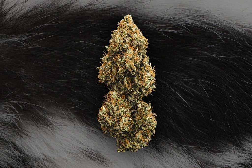 Skunk, Haze, And Kush : Les Bases Du Cannabis D'Aujourd'Hui