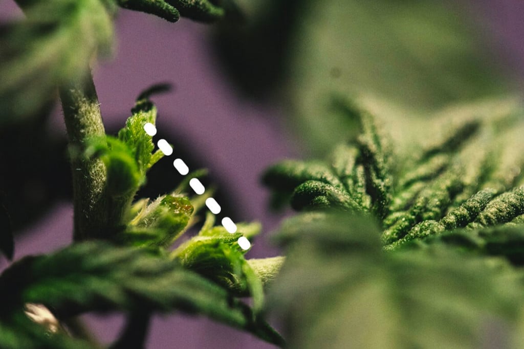 Étêtage Et Palissage Du Cannabis À Autofloraison : Est-Ce Faisable ?