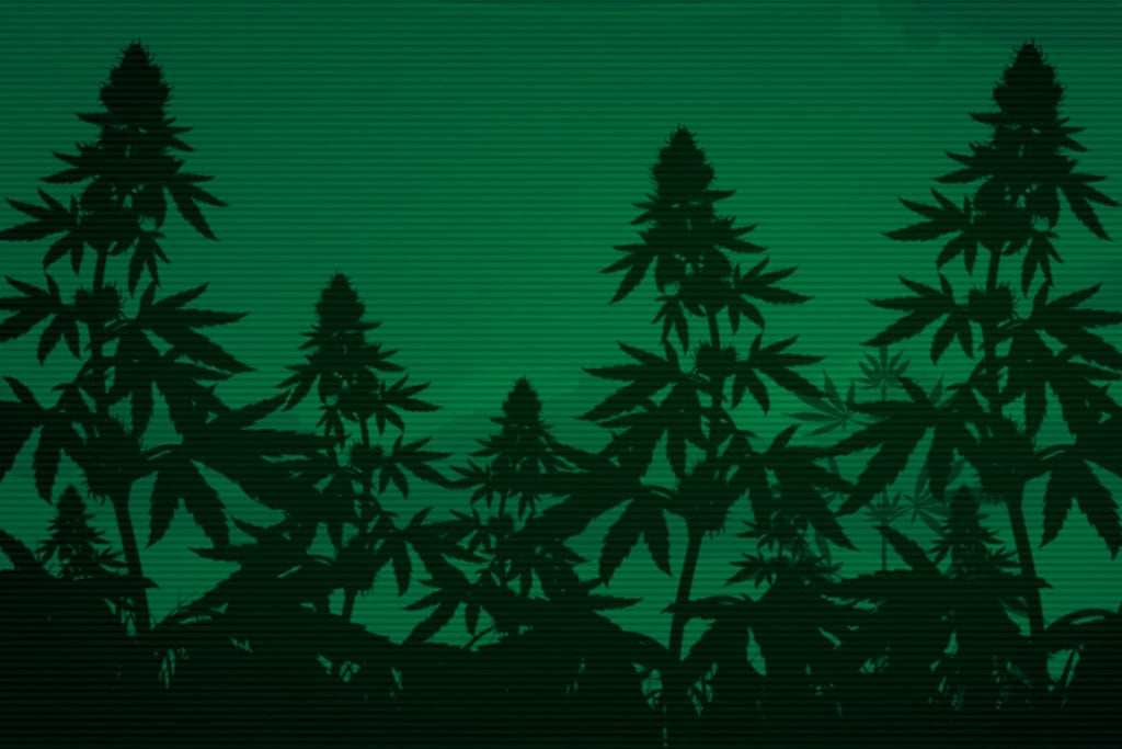 Le Cannabis Peut-Il Améliorer La Vision Nocturne ?