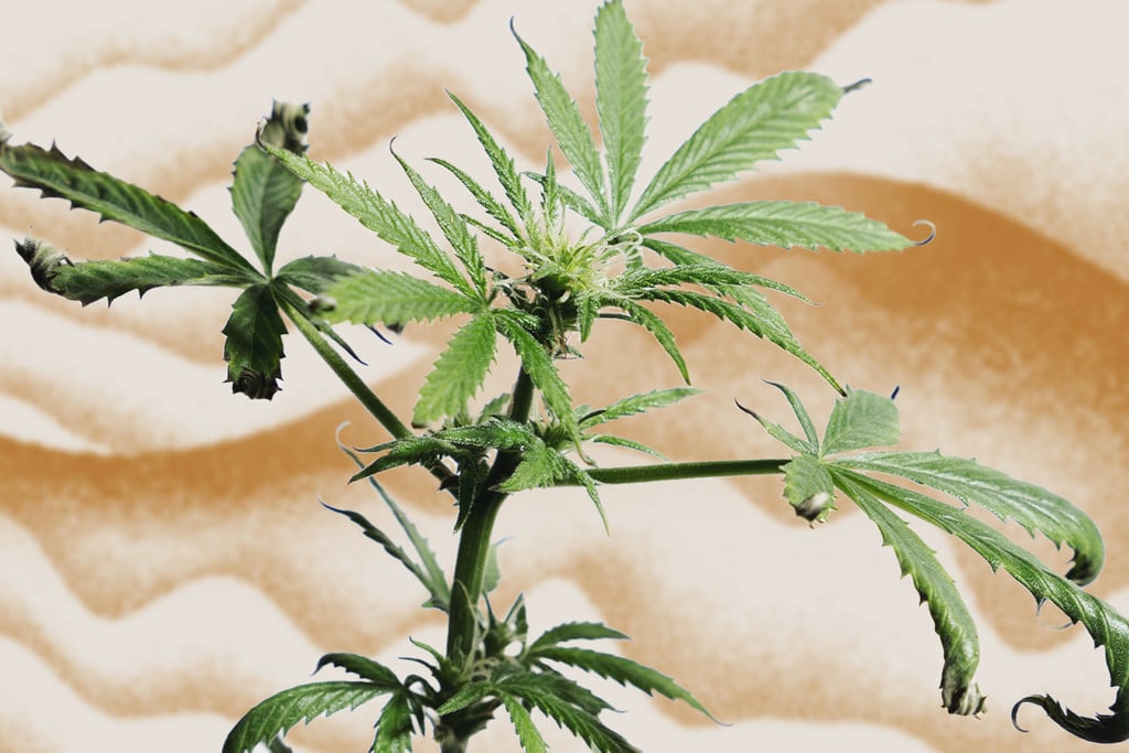 Comment Protéger Vos Plants De Cannabis Du Stress De Chaleur