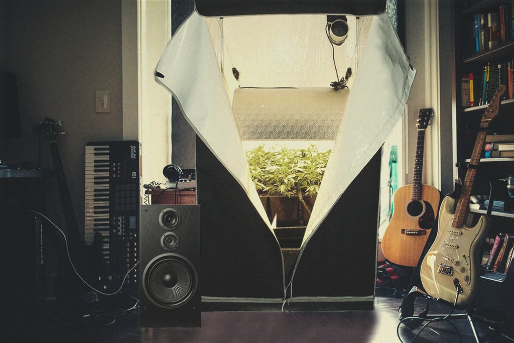 La Musique Stimule Vos Plants de Cannabis ?