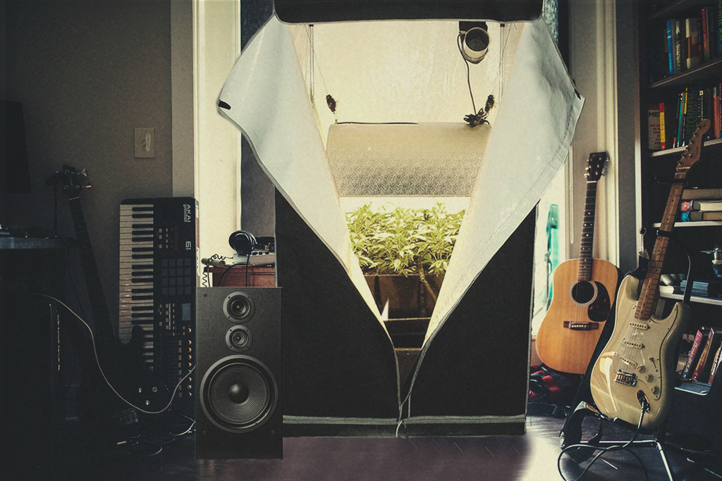 La Musique Stimule Vos Plants de Cannabis ?