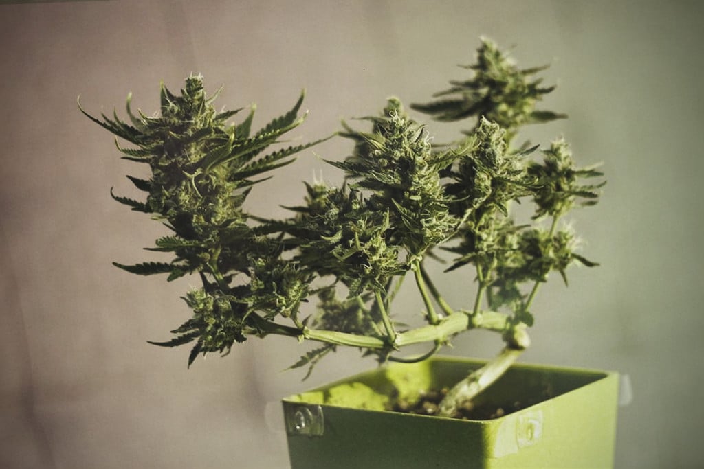 Comment Cultiver Un Cannabis Bonsaï