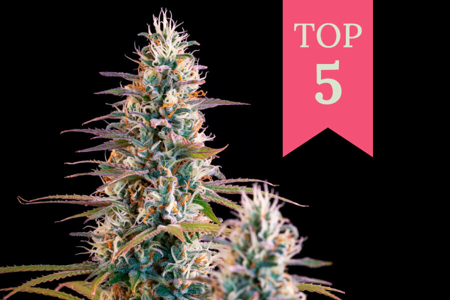 Top 5 des variétés de cannabis pour Noël 2023