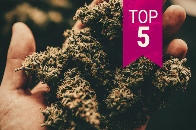 Top 5 des variétés de cannabis les plus fortes — Mise à jour 2025