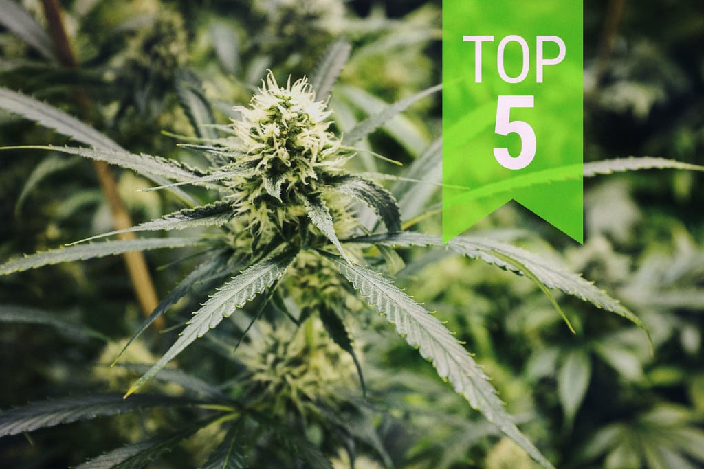 Top 5 des variétés ruderalis sativa : Mise à jour 2025