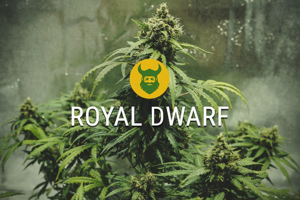Royal Dwarf : compacte mais redoutable
