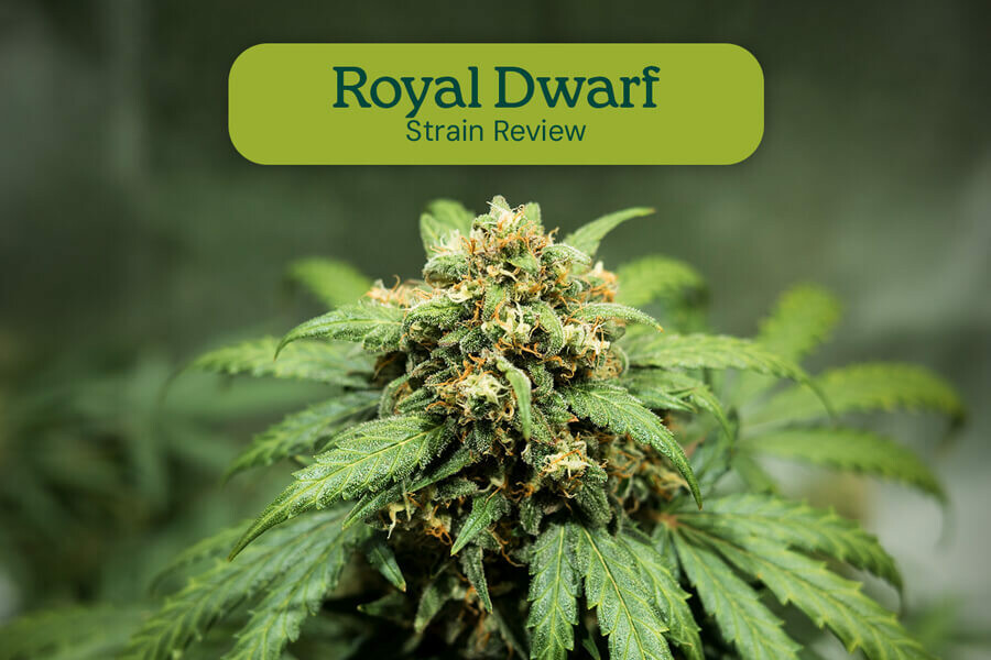 Évaluation de variété Royal Dwarf