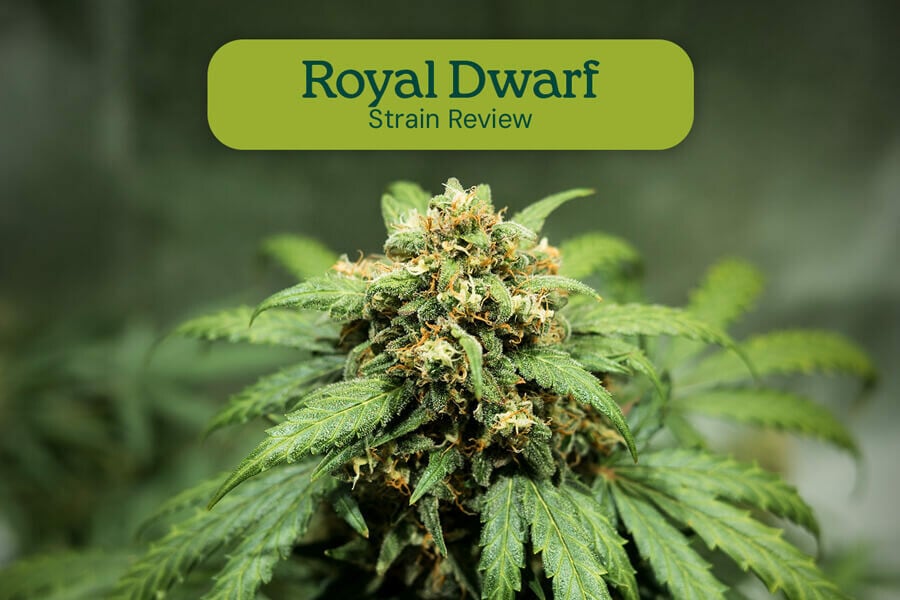 Évaluation de variété Royal Dwarf