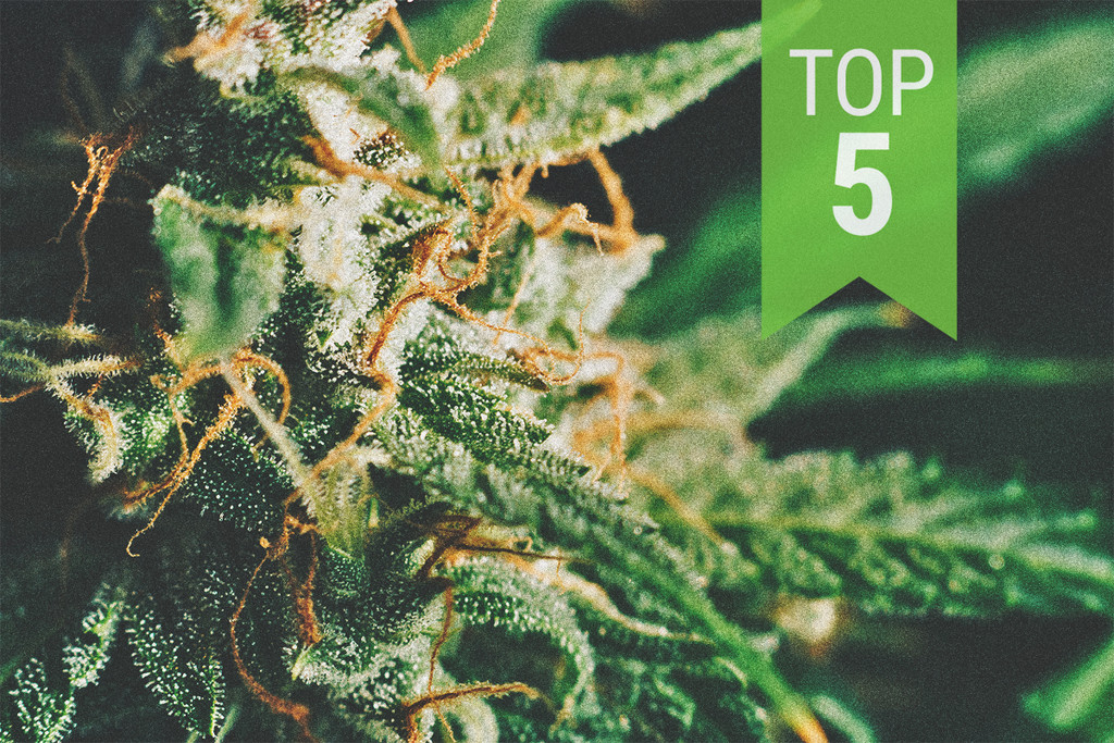 Top 5 des variétés pauvres en THC par Royal Queen Seeds