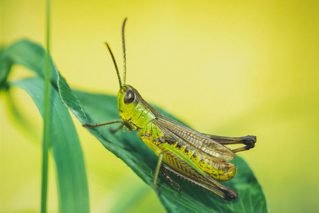 Comment Identifier, Traiter Et Protéger Votre Cannabis Des Sauterelles