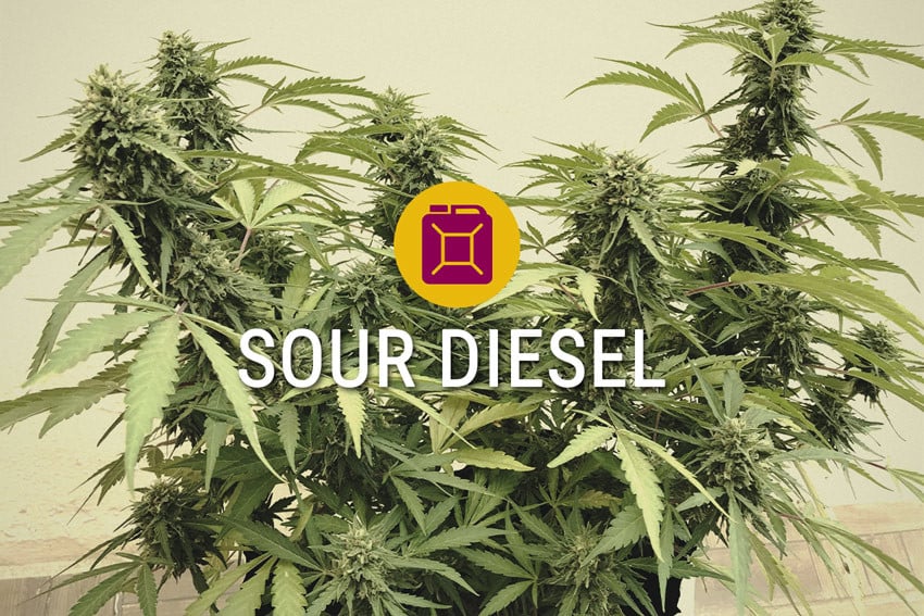 Variété de Cannabis Sour Diesel Féminisée