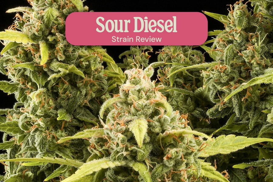 Variété de Cannabis Sour Diesel Féminisée