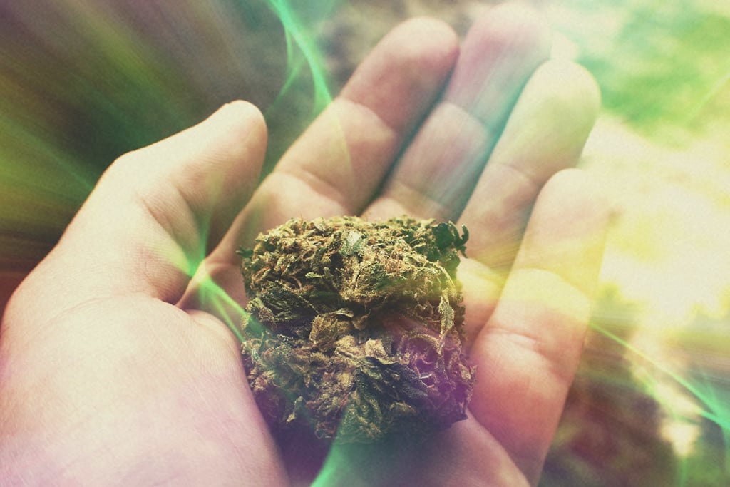 Puissance du cannabis : l'herbe est-elle plus forte aujourd'hui ? - RQS Blog
