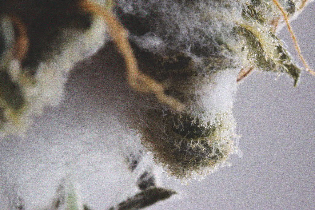 Alerte Aux Fumeurs : Fumer Du Cannabis Moisi