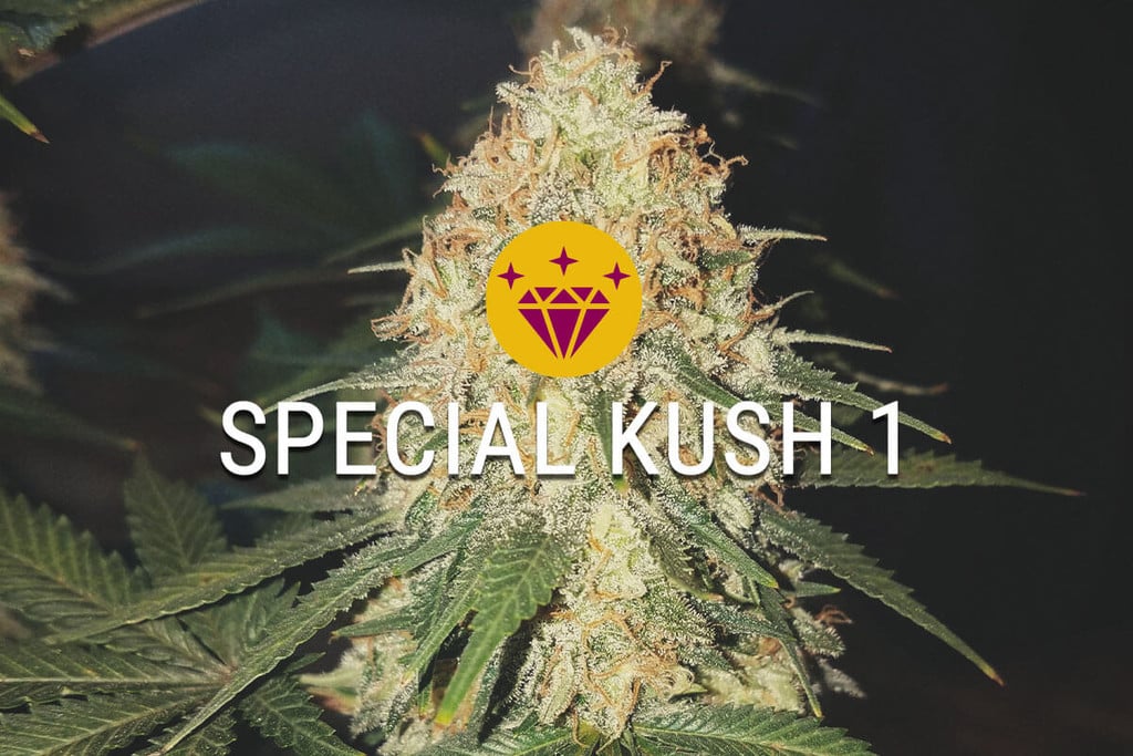 Special Kush 1 : une indica vraiment spéciale