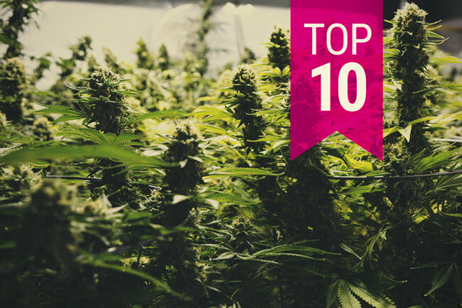 Top 10 des variétés de cannabis à plus fort rendement (màj 2026)