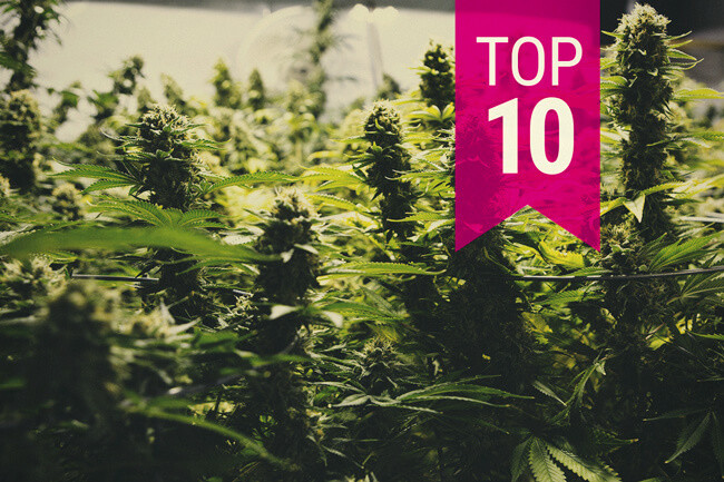 Top 10 des variétés de cannabis à plus fort rendement (màj 2026)