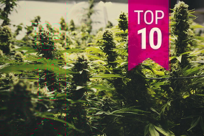 Top 10 des variétés de cannabis à plus fort rendement (màj 2026)