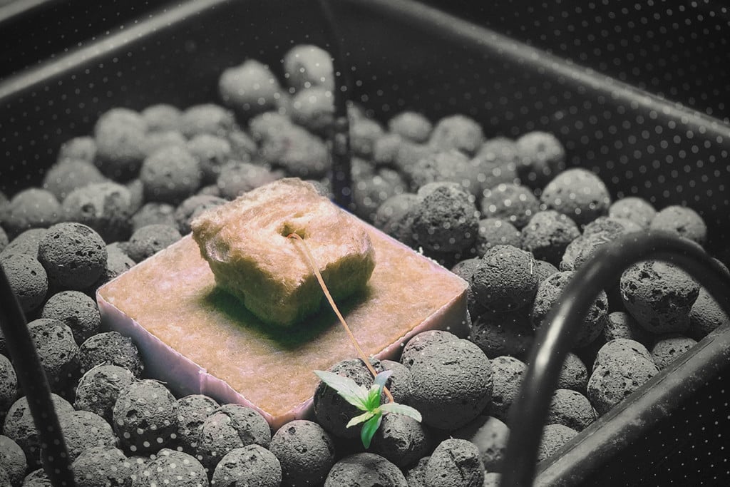 Comment traiter le pythium (pourriture des racines) des plants de cannabis ?