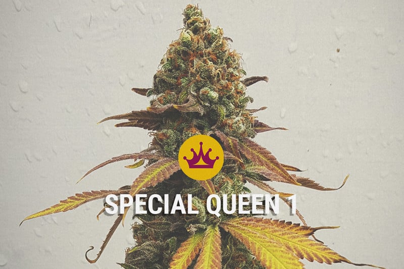 Special Queen – Un Effet Puissant Et Équilibré