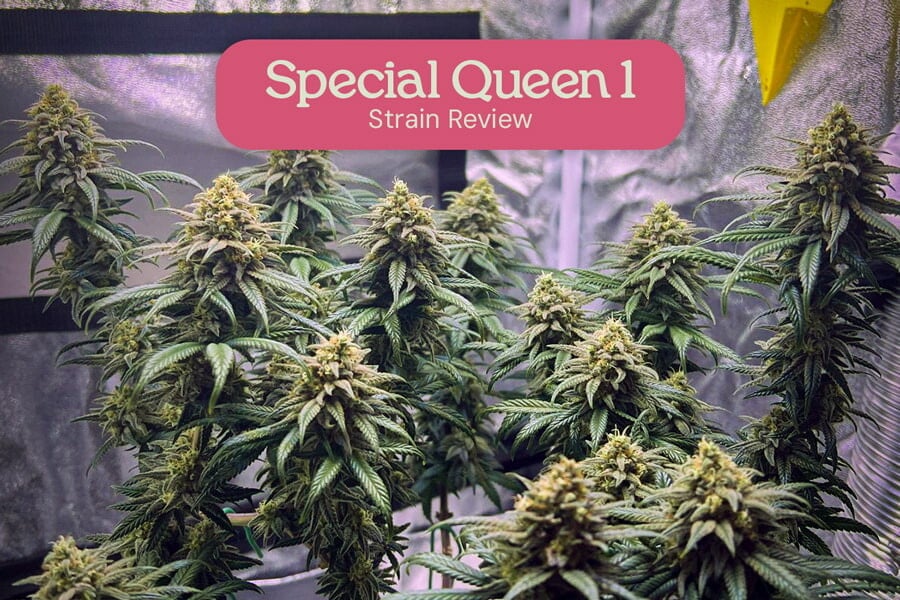 Évaluation de variété Special Queen 1