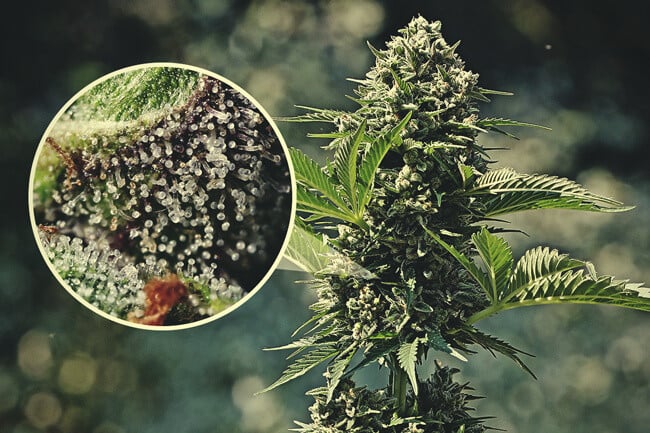 Importance des Trichomes du Cannabis